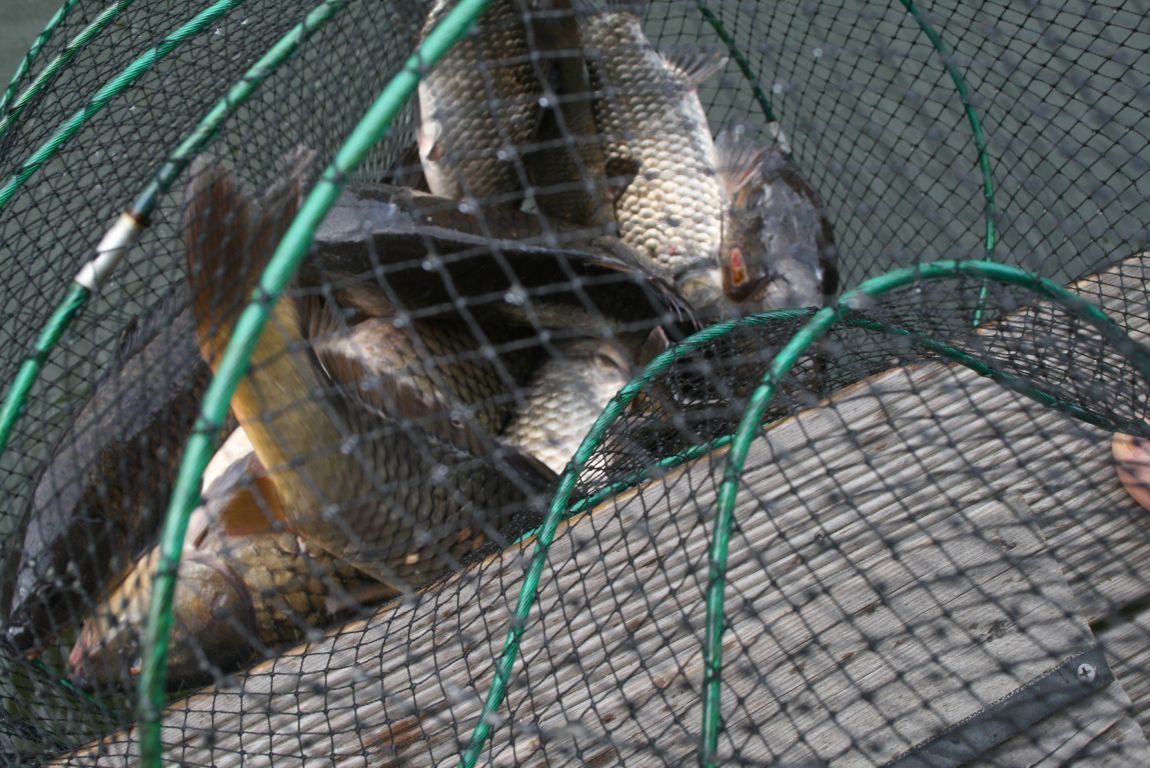 IMG_4464.JPG