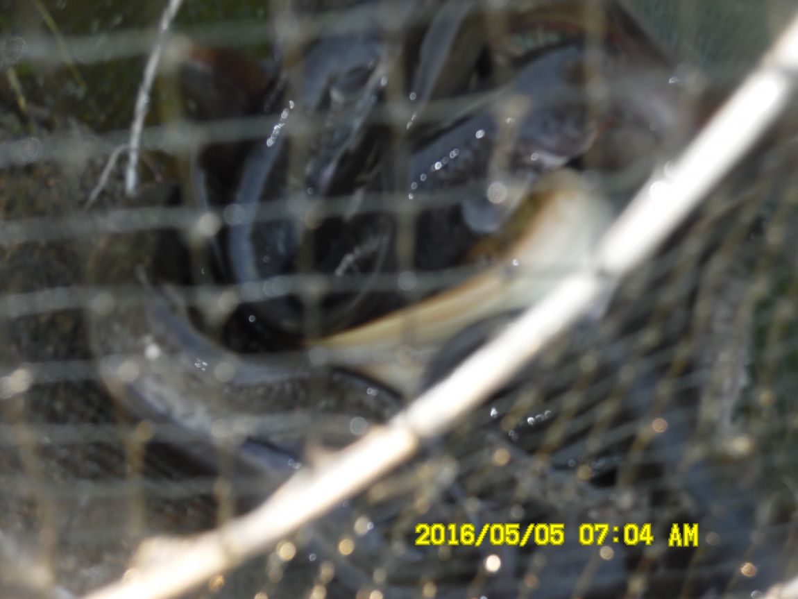 5��5�� 001.JPG