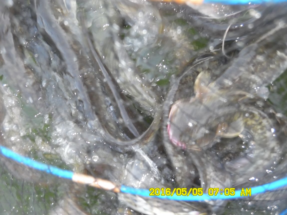 5��5�� 002.JPG