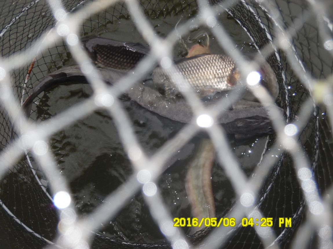 5��7�� 001.JPG