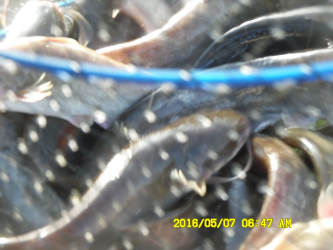 5��7�� 013.JPG