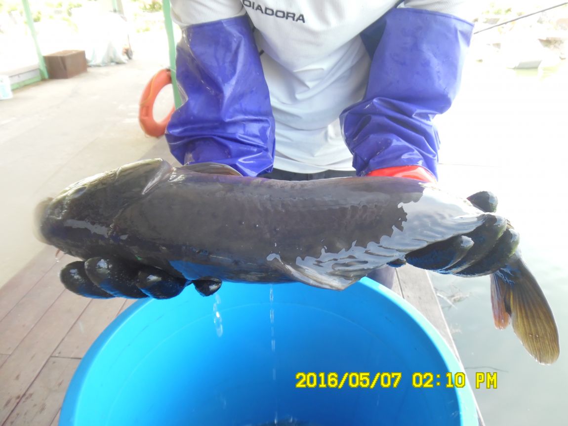 5��7�� 064.JPG