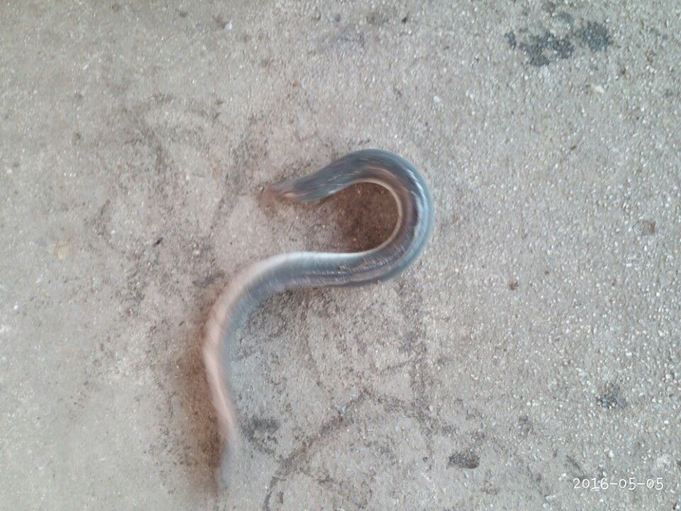 KakaoTalk_20160506_153618735.jpg