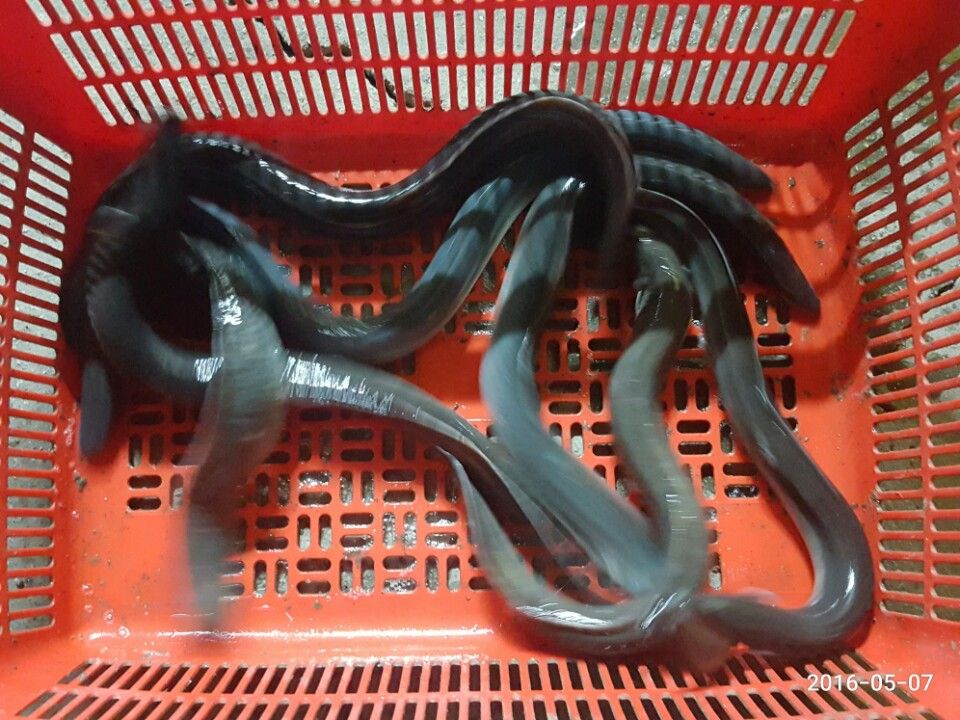 KakaoTalk_20160507_230714710.jpg