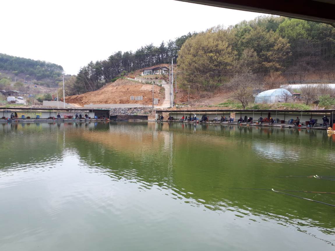공주 큰목골낚시터 유료낚시터 > 공주 큰목골낚시터 4월22일 소식 : 낚시사랑