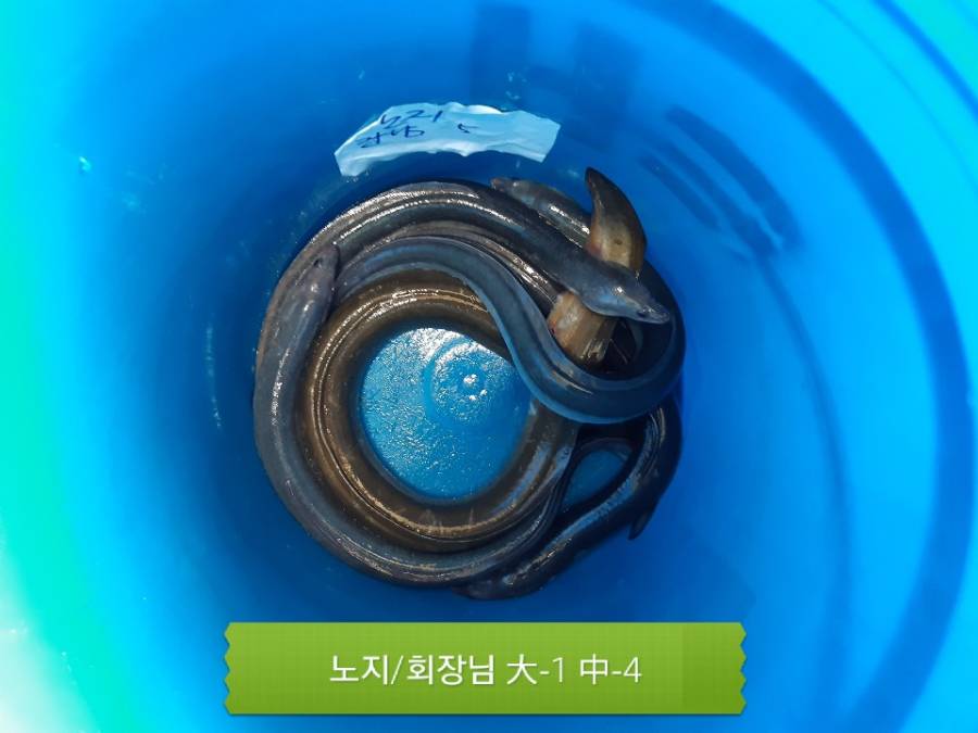 태산낚시터 유료낚시터 > ###포천 태산장어전용낚시터 노지&하우스### : 낚시사랑