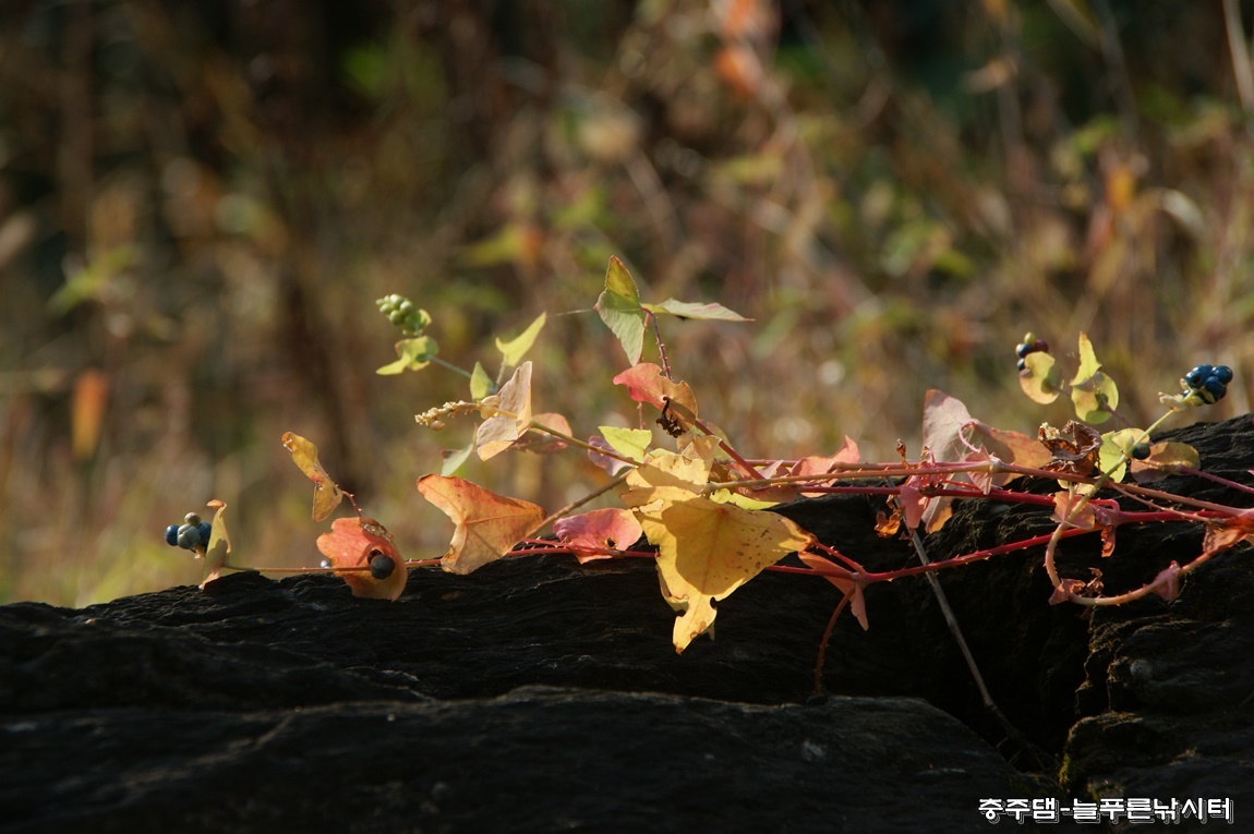 Dsc0109.JPG