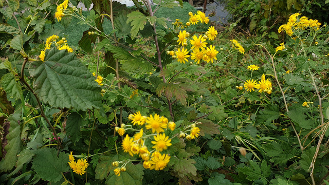 20201016_112222.jpg