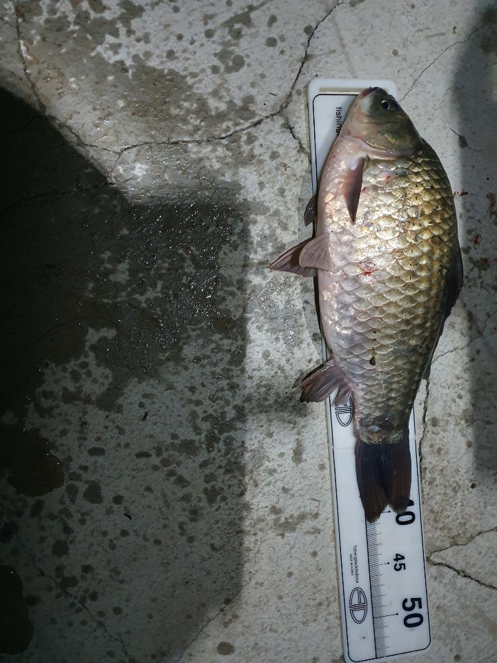 KakaoTalk_20201105_072202227.jpg