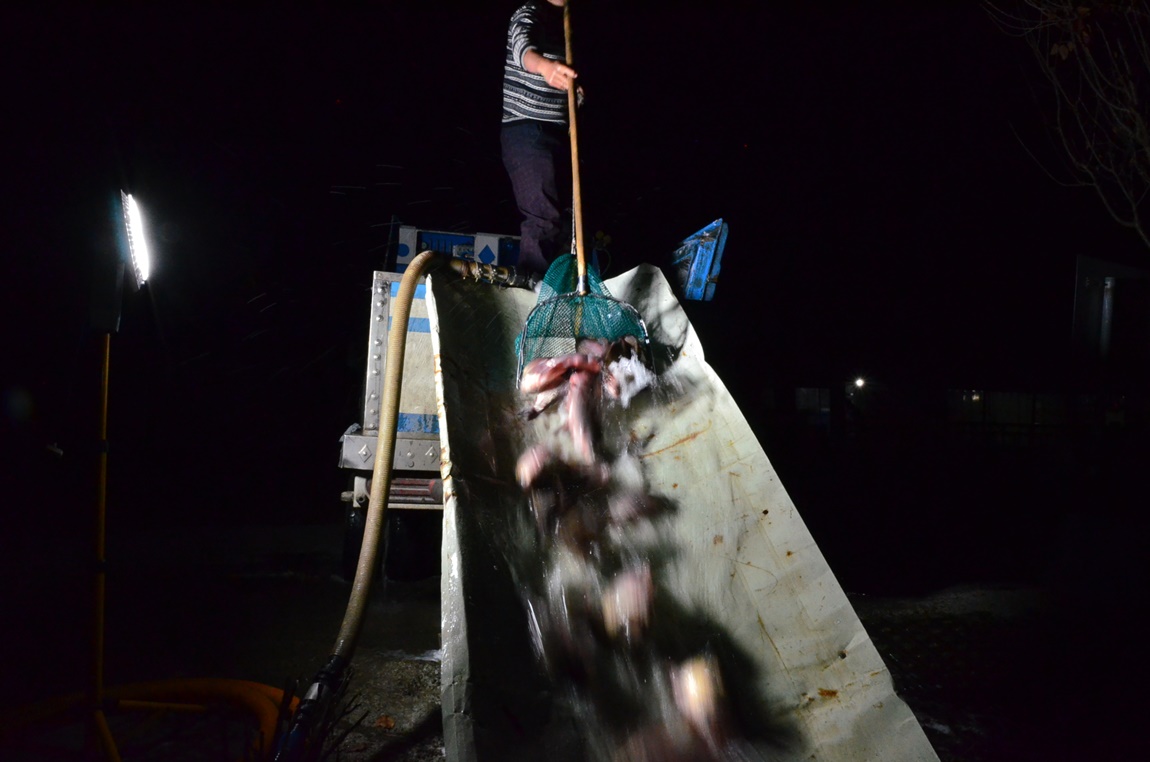 DSC_6097.JPG