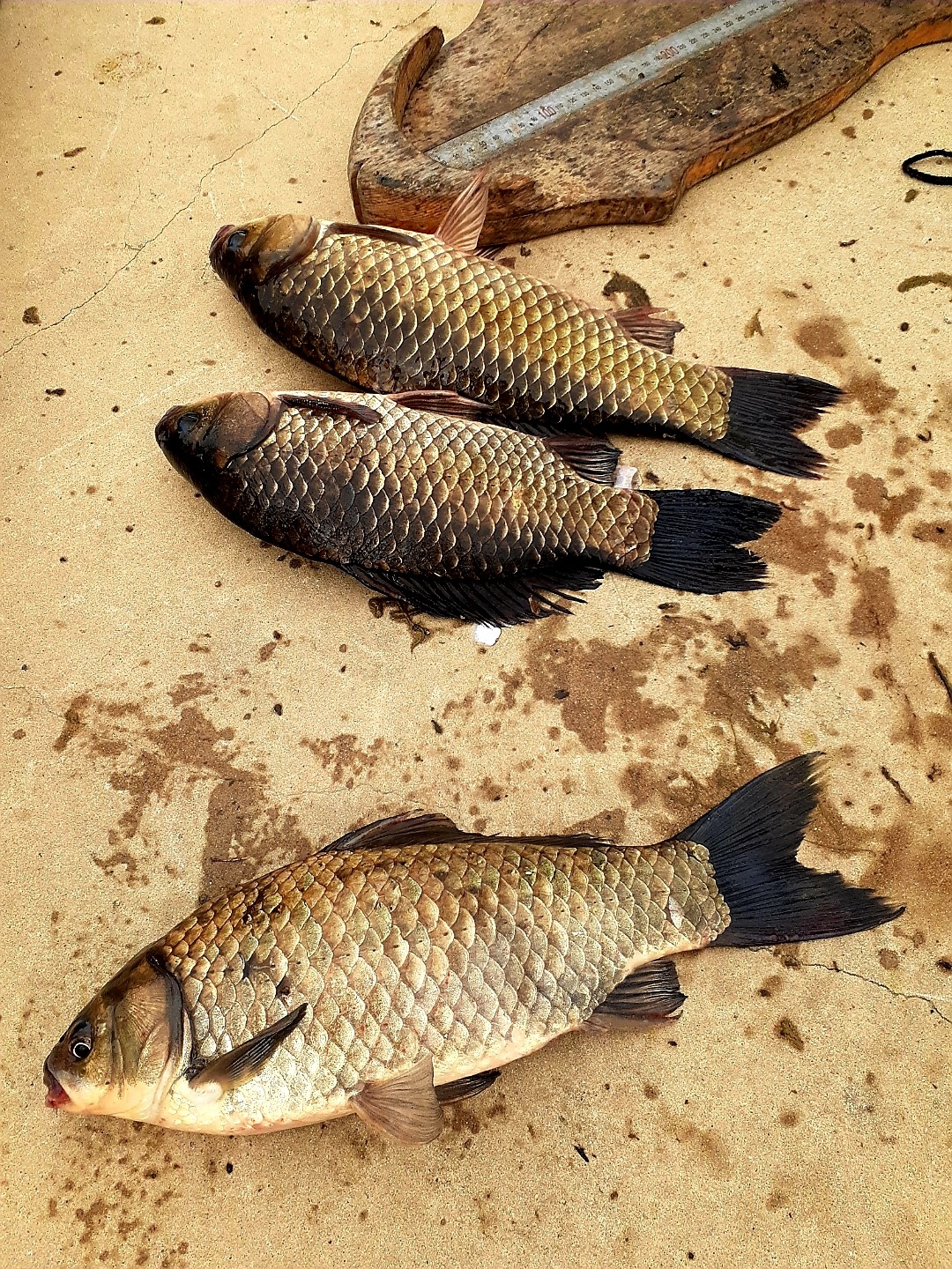 KakaoTalk_20210427_185341348.jpg
