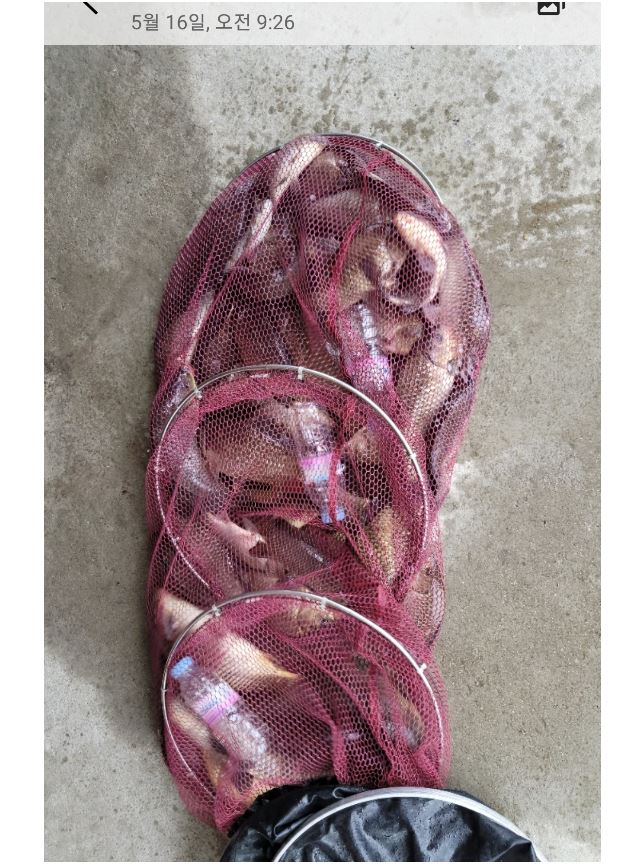 마릿수타작.JPG