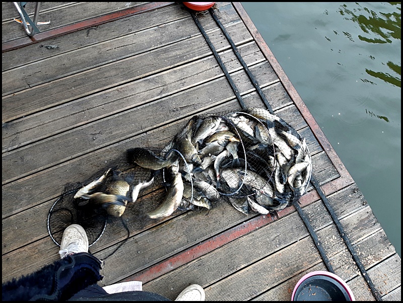 아산 산들낚시터의 5월 26일에 올리는 산들 모습입니다.