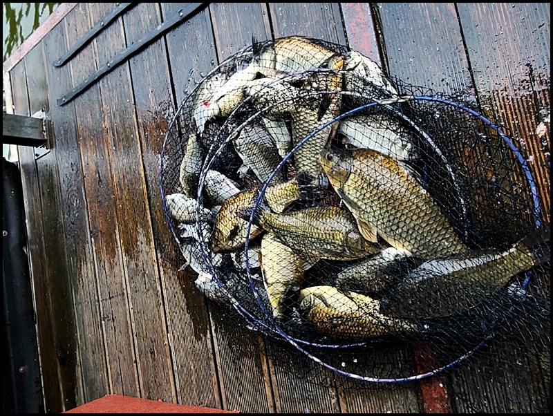 아산 산들낚시터의 6월 3일에 올리는 주중 조황입니다.