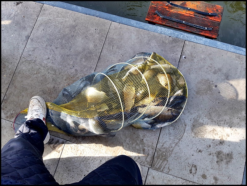 아산 산들낚시터의 6월 4일에 올리는 조황 및 방류 모습입니다.