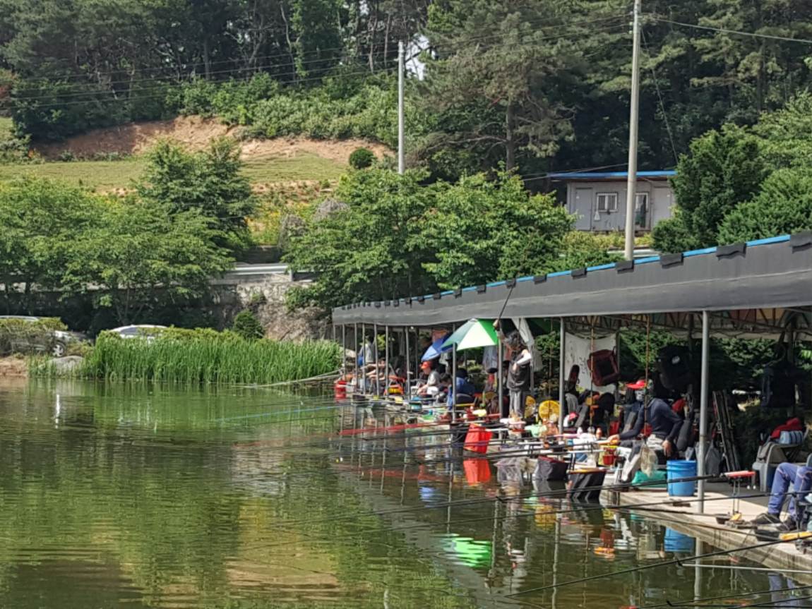 우금낚시공원 유료낚시터 > 주말조황 좋았습니다.. : 낚시사랑