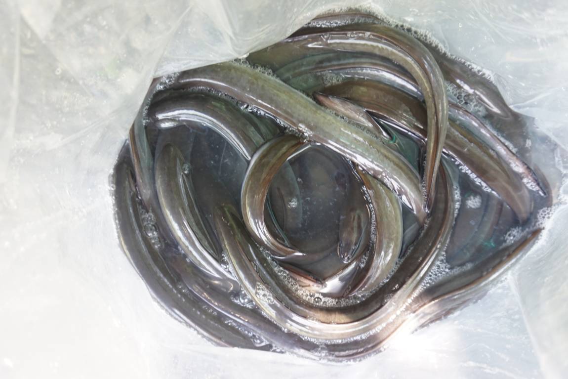 안성 독정낚시터 주말 준비 마쳤습니다