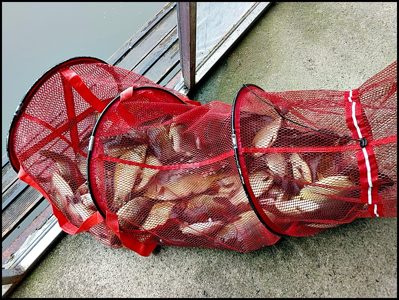 아산 산들낚시터의 6월 12일에 올리는조황 및 방류 모습입니다.