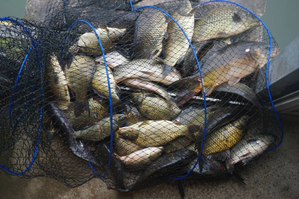 많이 잡은 분의 살림망은 터져버리고....