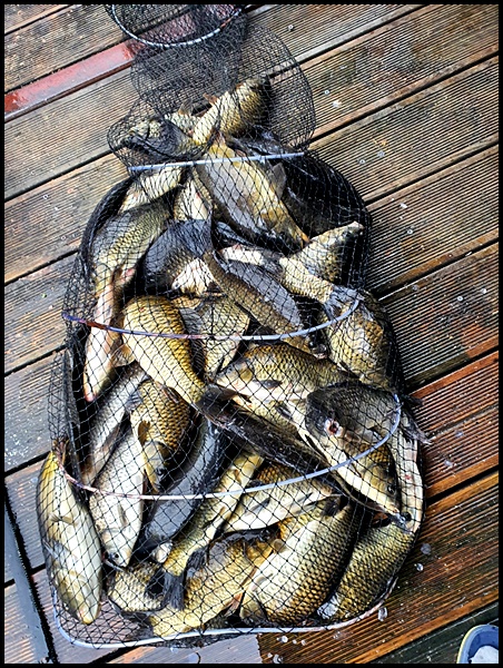 아산 산들낚시터의 6월 19일에 올리는조황 및 방류 모습입니다.