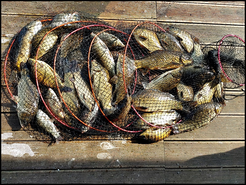 아산 산들낚시터의 6월 20일에 올리는조황 및 방류 모습입니다.