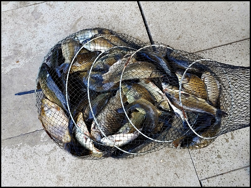 아산 산들낚시터의 6월 21일에 올리는조황 및 방류 모습입니다.