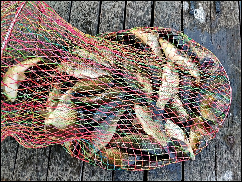 아산 산들낚시터의 6월 24일에 올리는조황 및 방류 모습입니다.