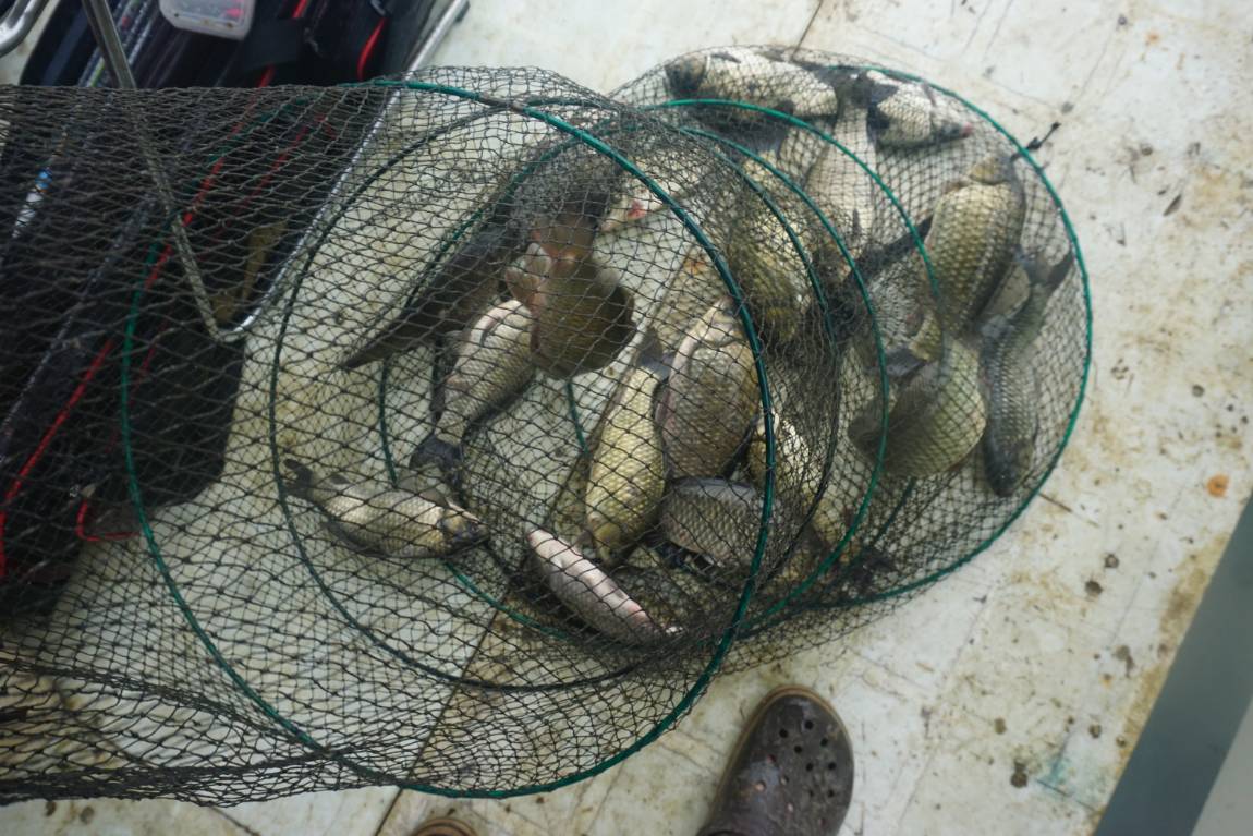 붕어위주의 조황이///