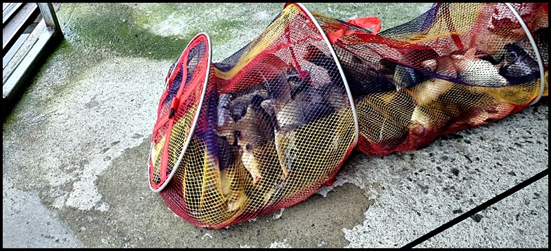 아산 산들낚시터의 6월 27일에 올리는조황 및 방류 모습입니다.