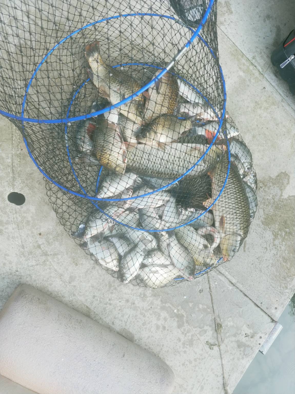 대박조황이 있네요~