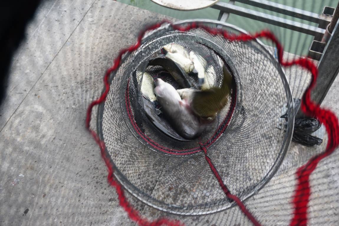 장어가 나오기 시작하네요~