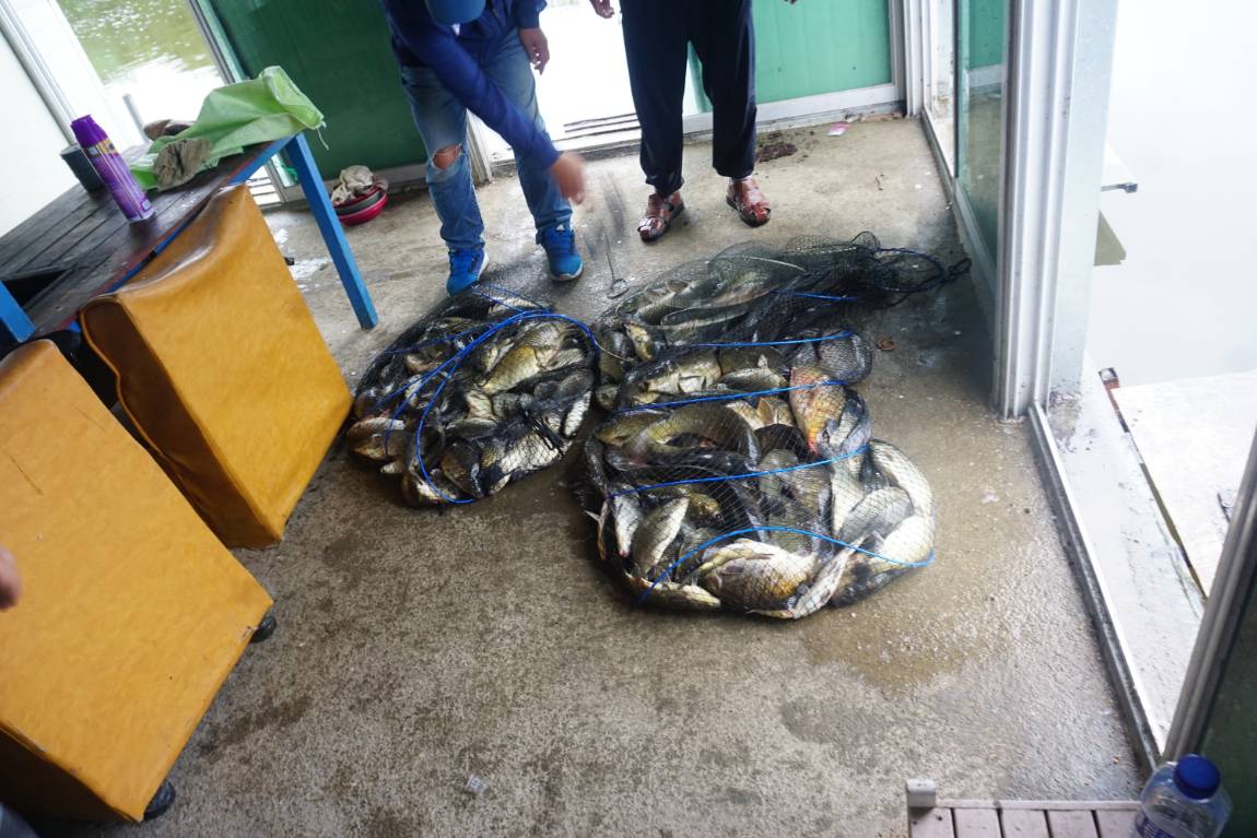 토종4자와 마릿수조황