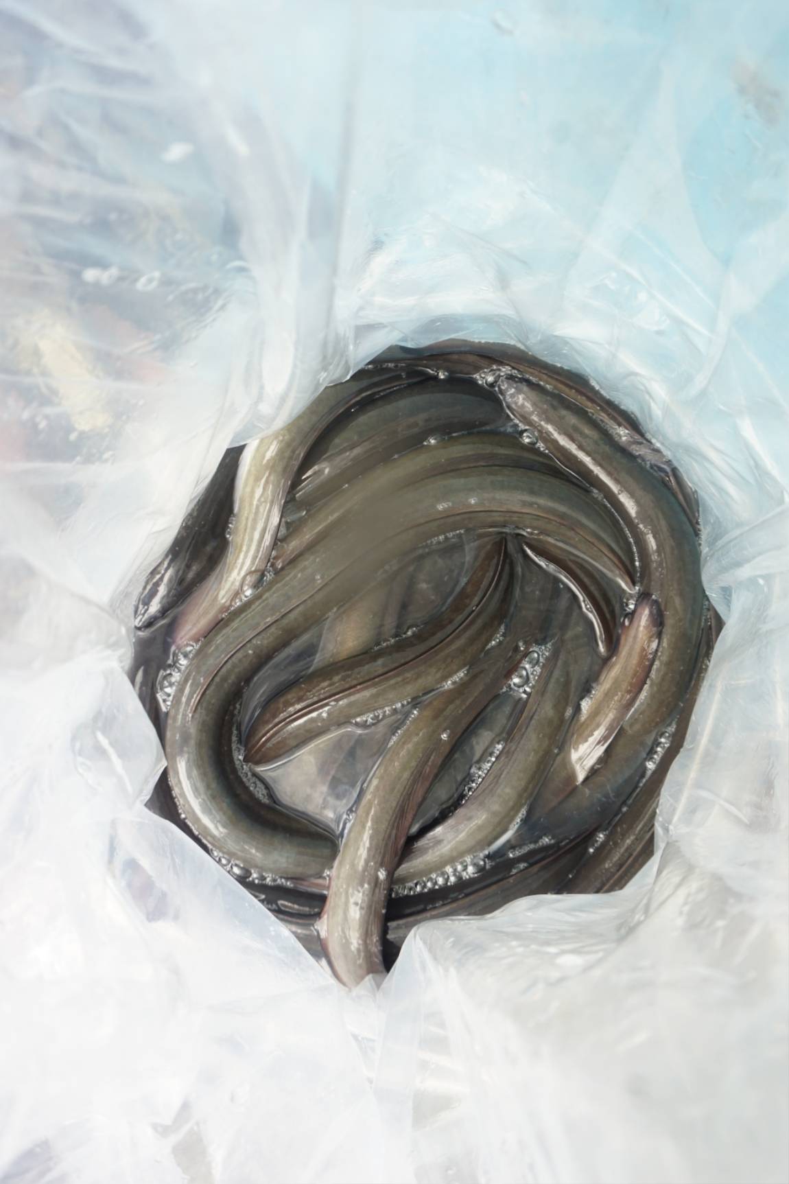 더 크게 더 많이...