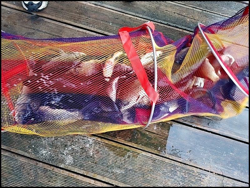 아산 산들낚시터의 7월 11일에 올리는 조황 모습입니다.