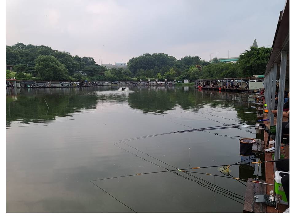 고잔낚시터 유료낚시터 > 양어장 손맛터/ 잡이터 호조황 입니다. (수시방류) : 낚시사랑