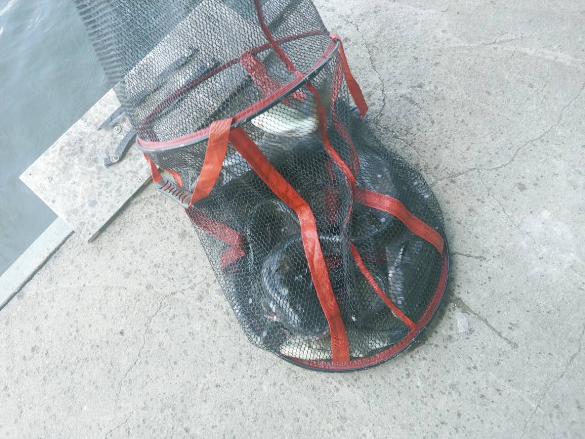 4자붕어에 큰 메기, 장어와 마릿수붕어까지