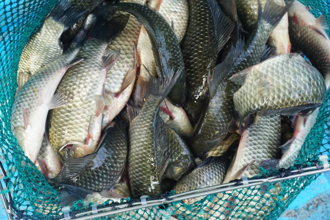 토종붕어방류와 장어조황 그리고 붕어조황