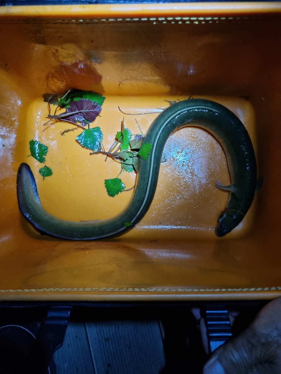 1626480945138[1].jpg