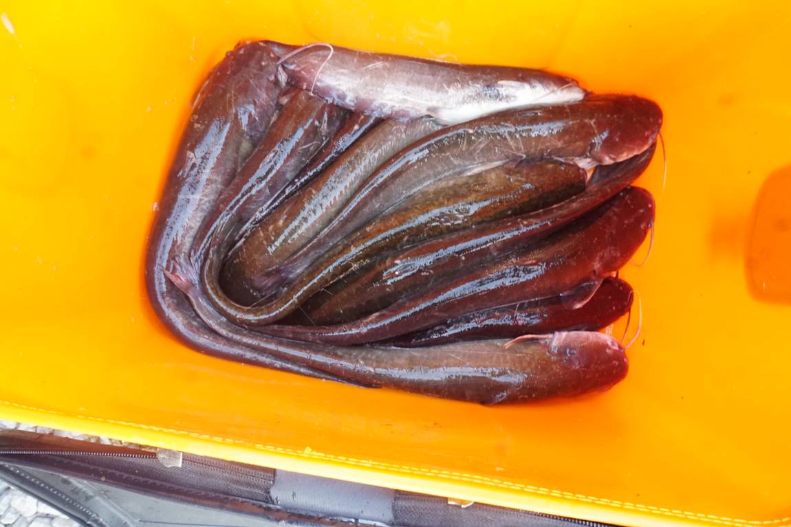 무더위에 강녕들 하신지요??