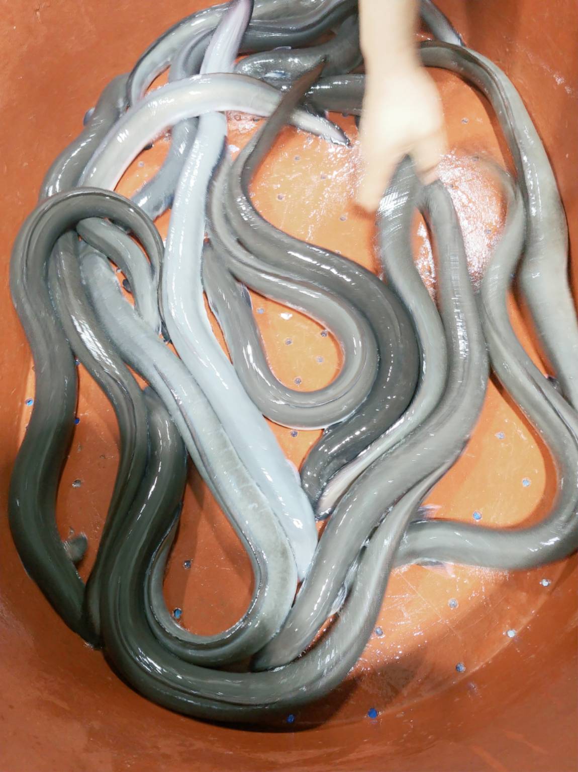 어제는 잉어 향어만...