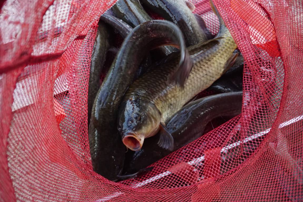 말복은 잘 보내셨는지요??