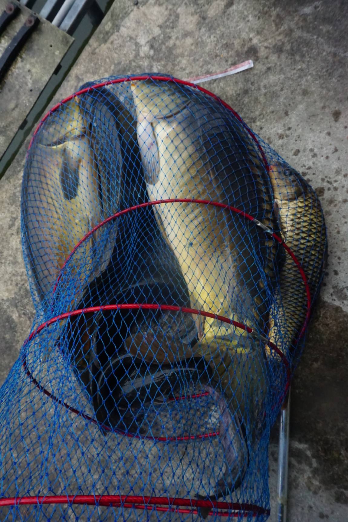 31개중에서도 골라먹는데...