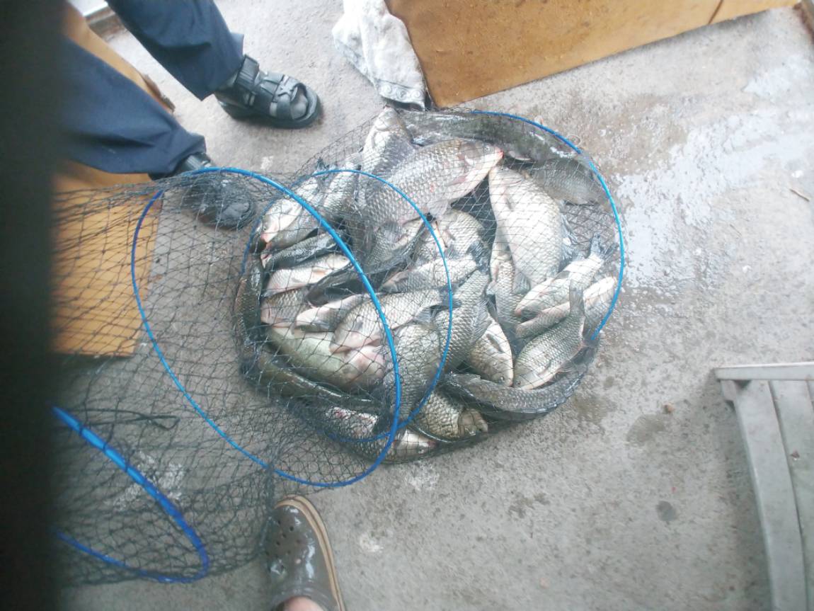 여러분이 좋아하는 토종붕어.