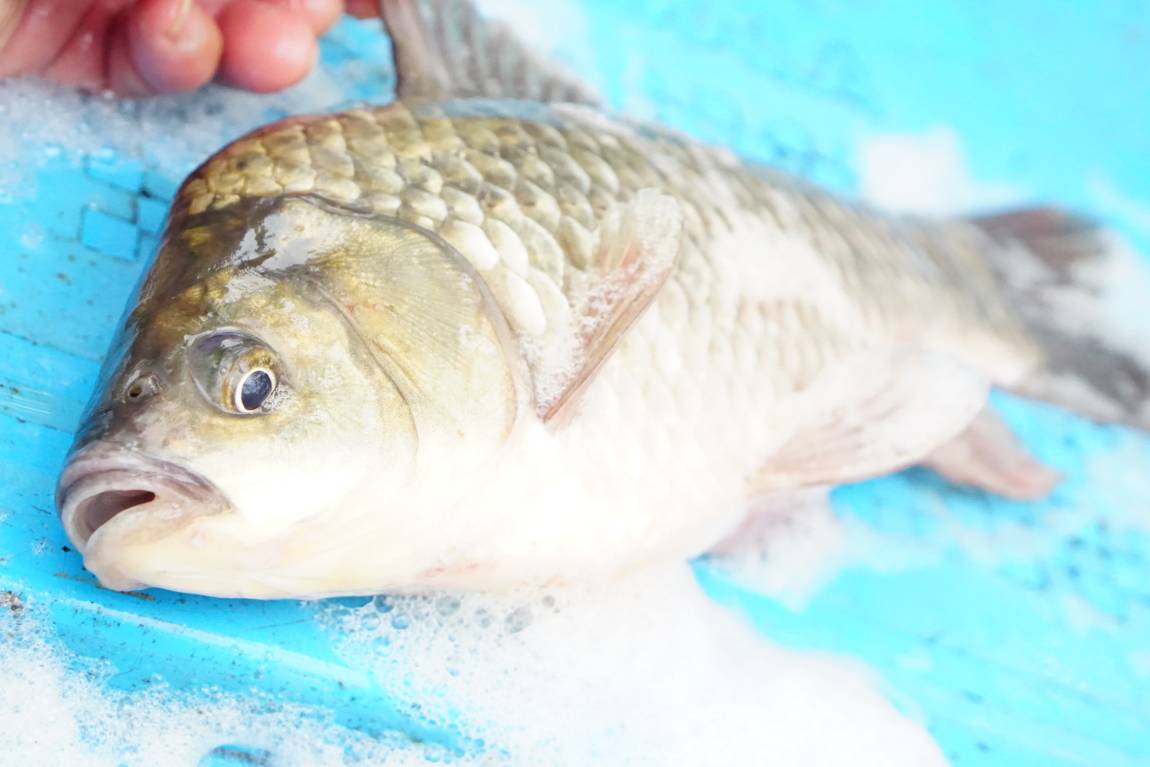 계속된 토종의 방류