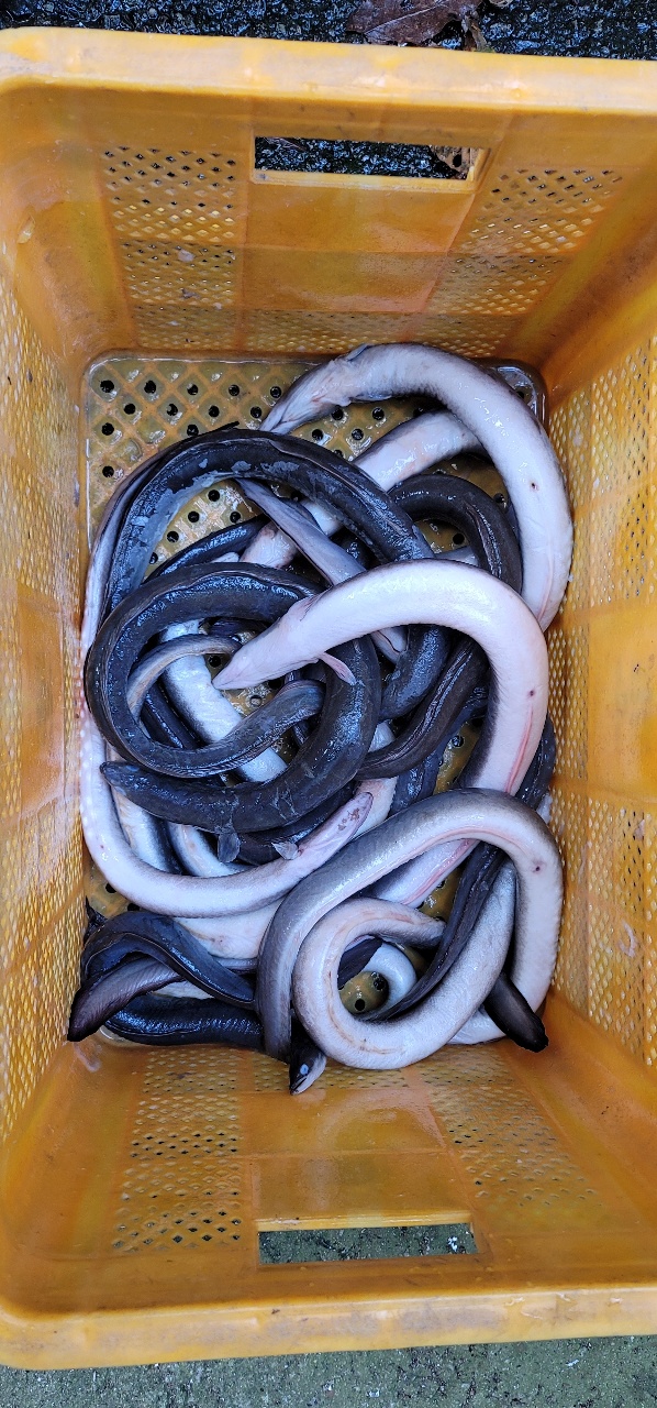 장어 1년 지은 농사를 공개합니다