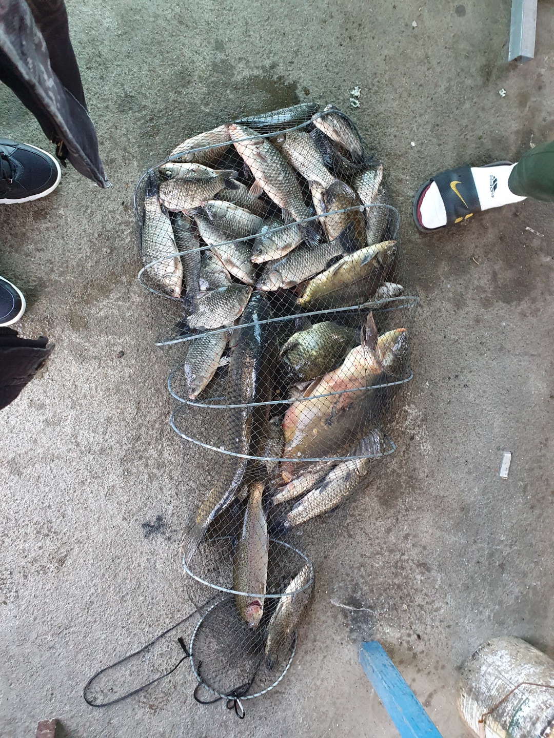 마릿수의 붕어들