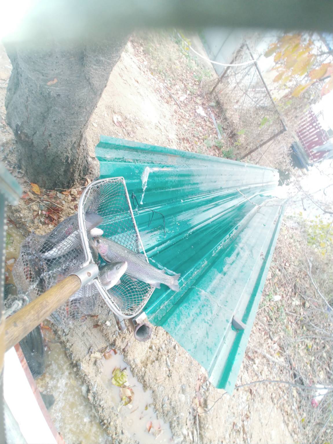 본격적인 송어시즌