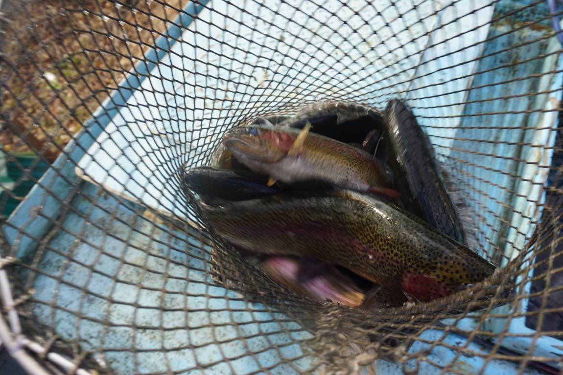 계속해서 송어 방류 중~