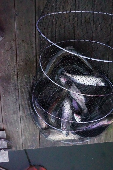 낮에는 송어 밤에는 붕어