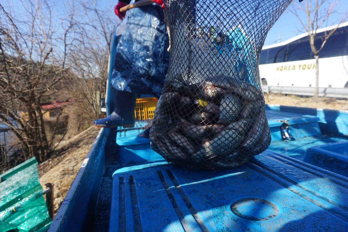 겨울물낚시 붕어조황